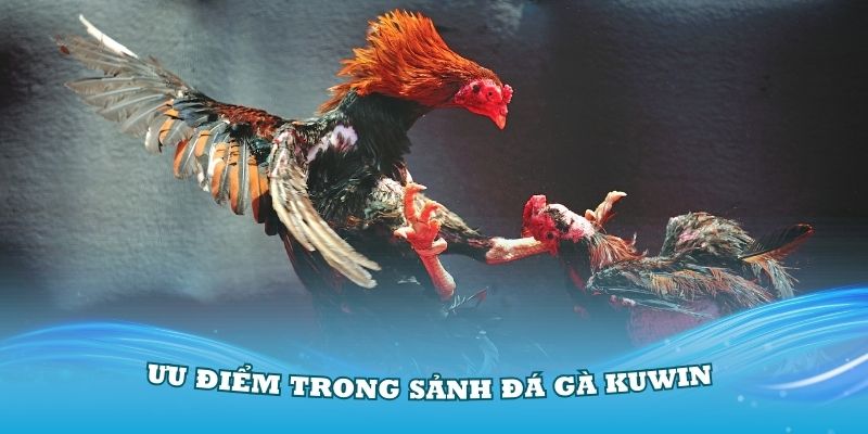 Khám phá thật nhiều ưu điểm trong sảnh đá gà Kuwin